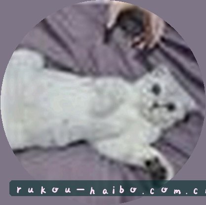 张磊